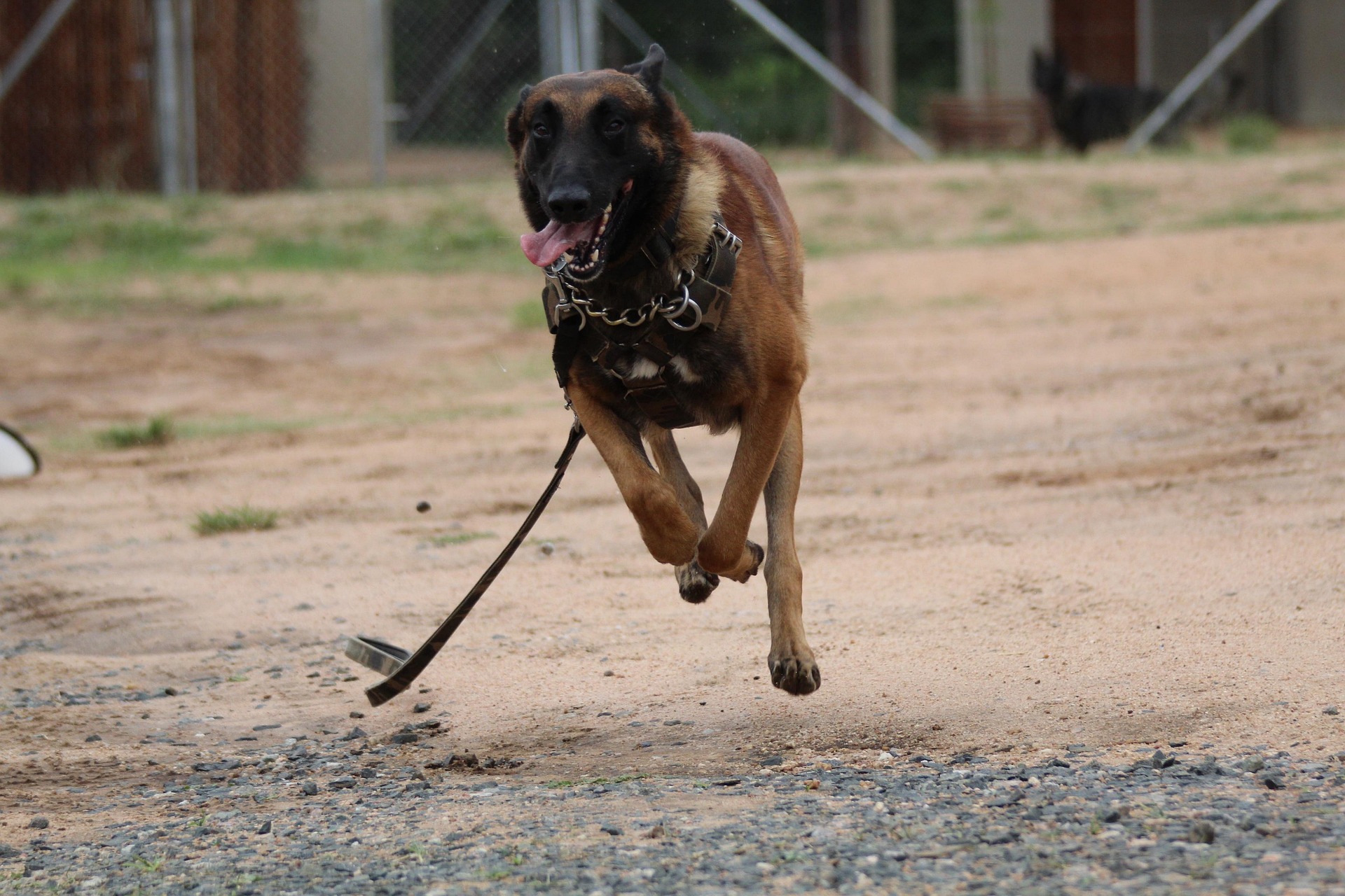 How long does it take to train a dog to compete in OCI?