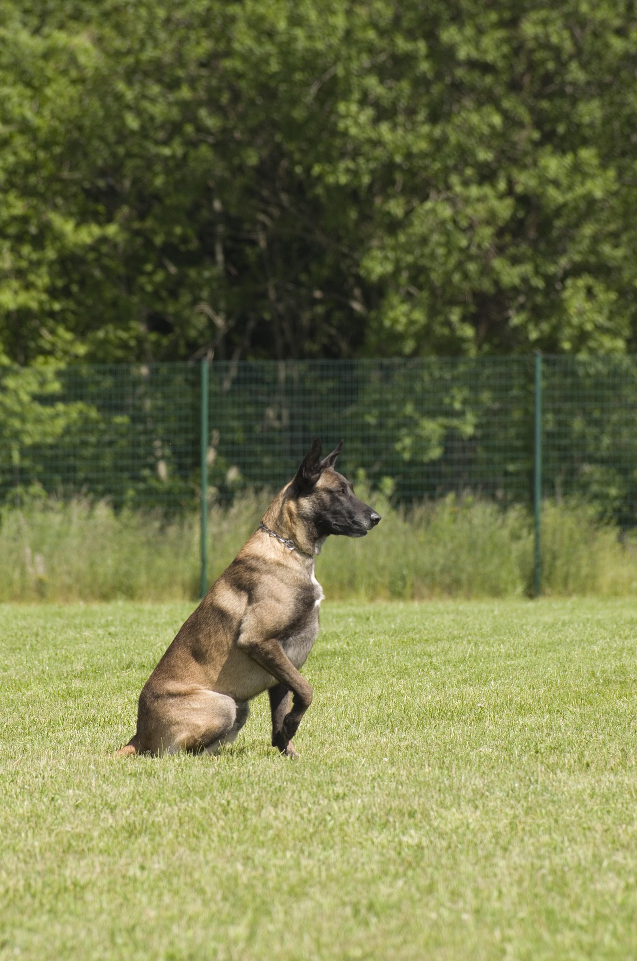 What is the tracking phase in IGP?