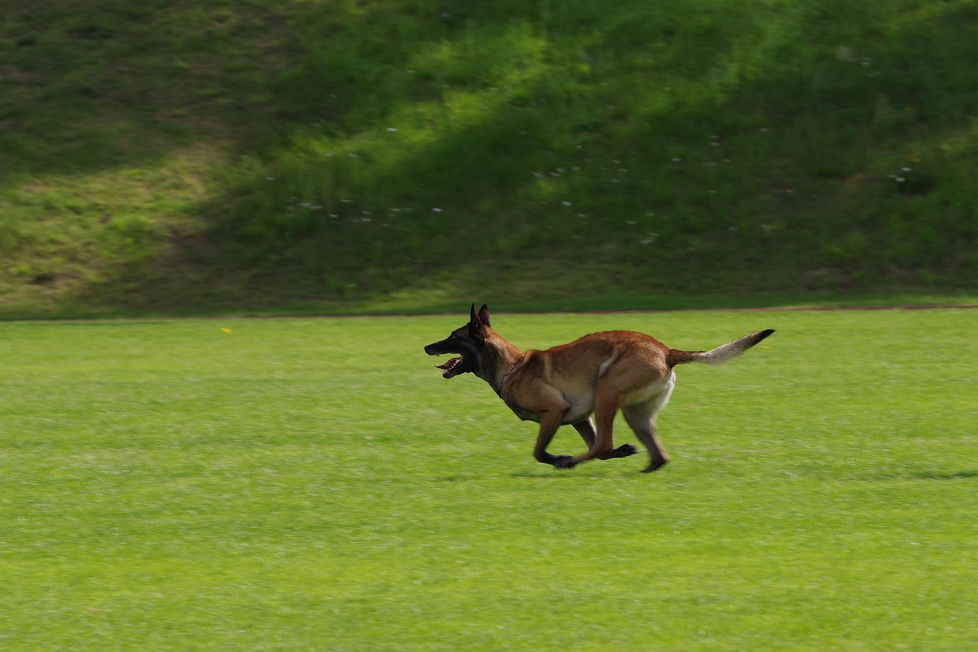 What is the ideal age to start training a dog for IGP?