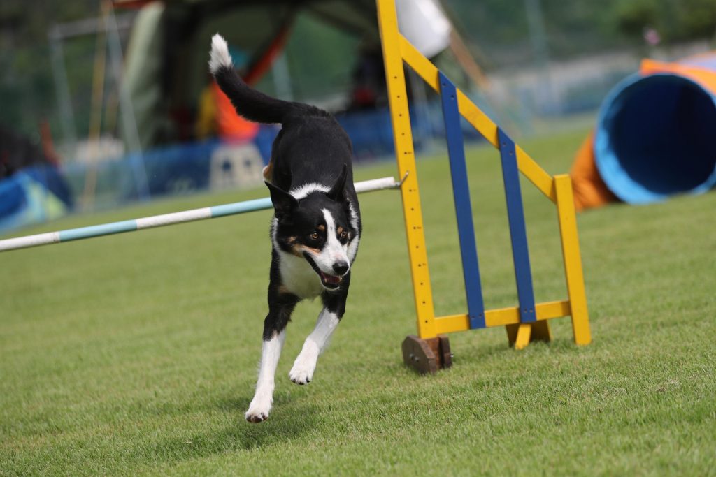 Agility BorderCollie Jumping