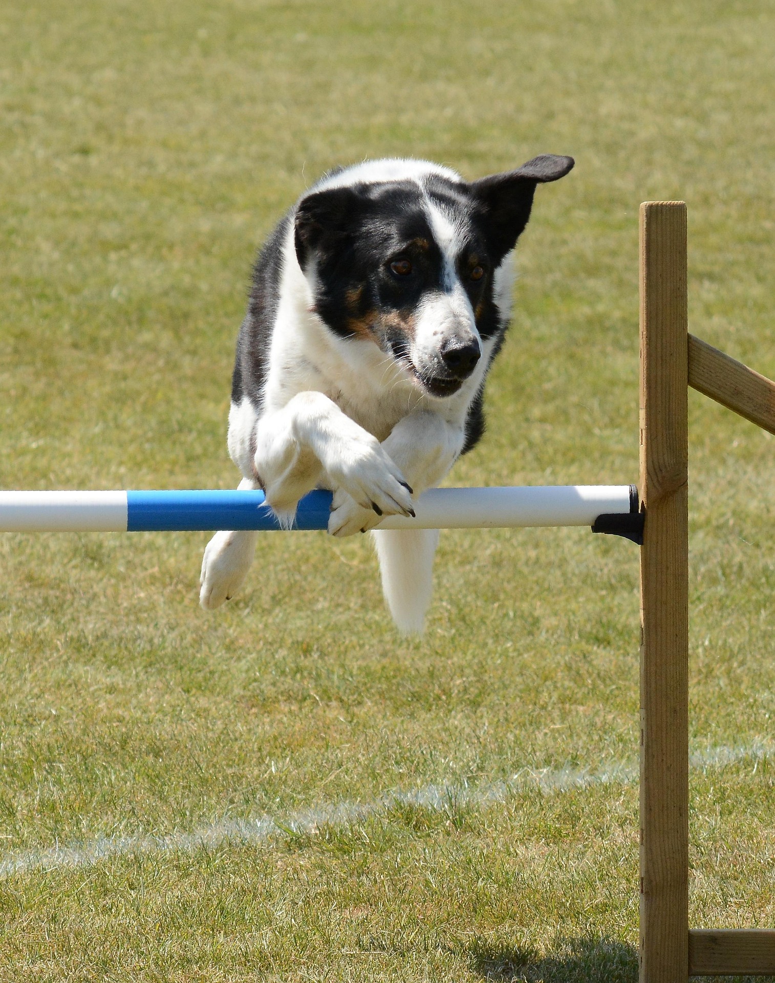 What are the competition categories in agility?