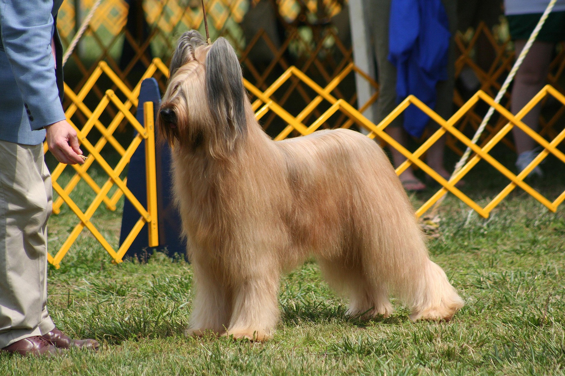 How do you train a dog to stand still during judging?