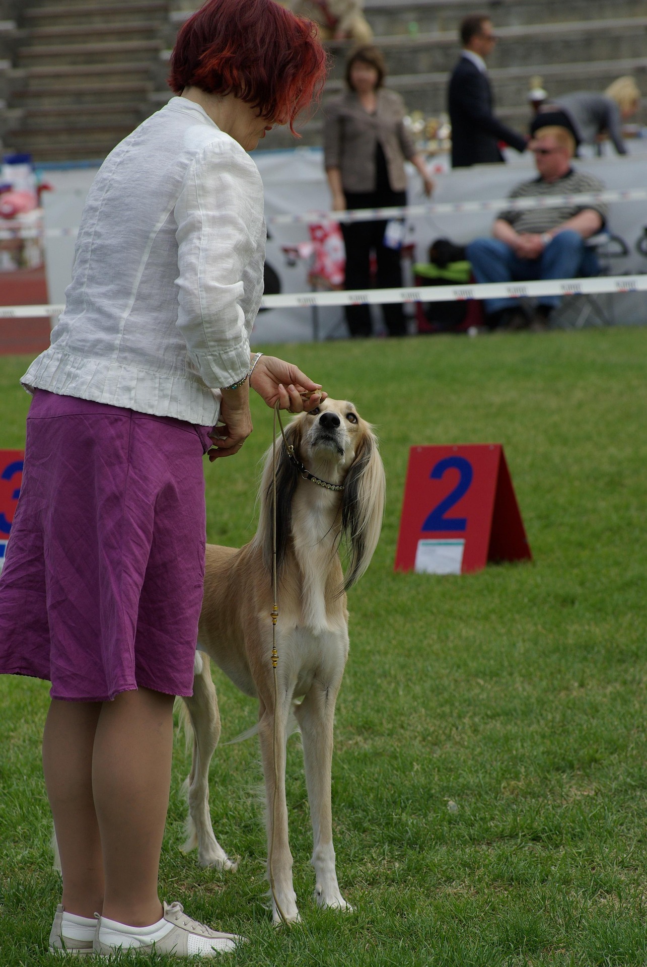 What is the role of a handler in a dog beauty contest?