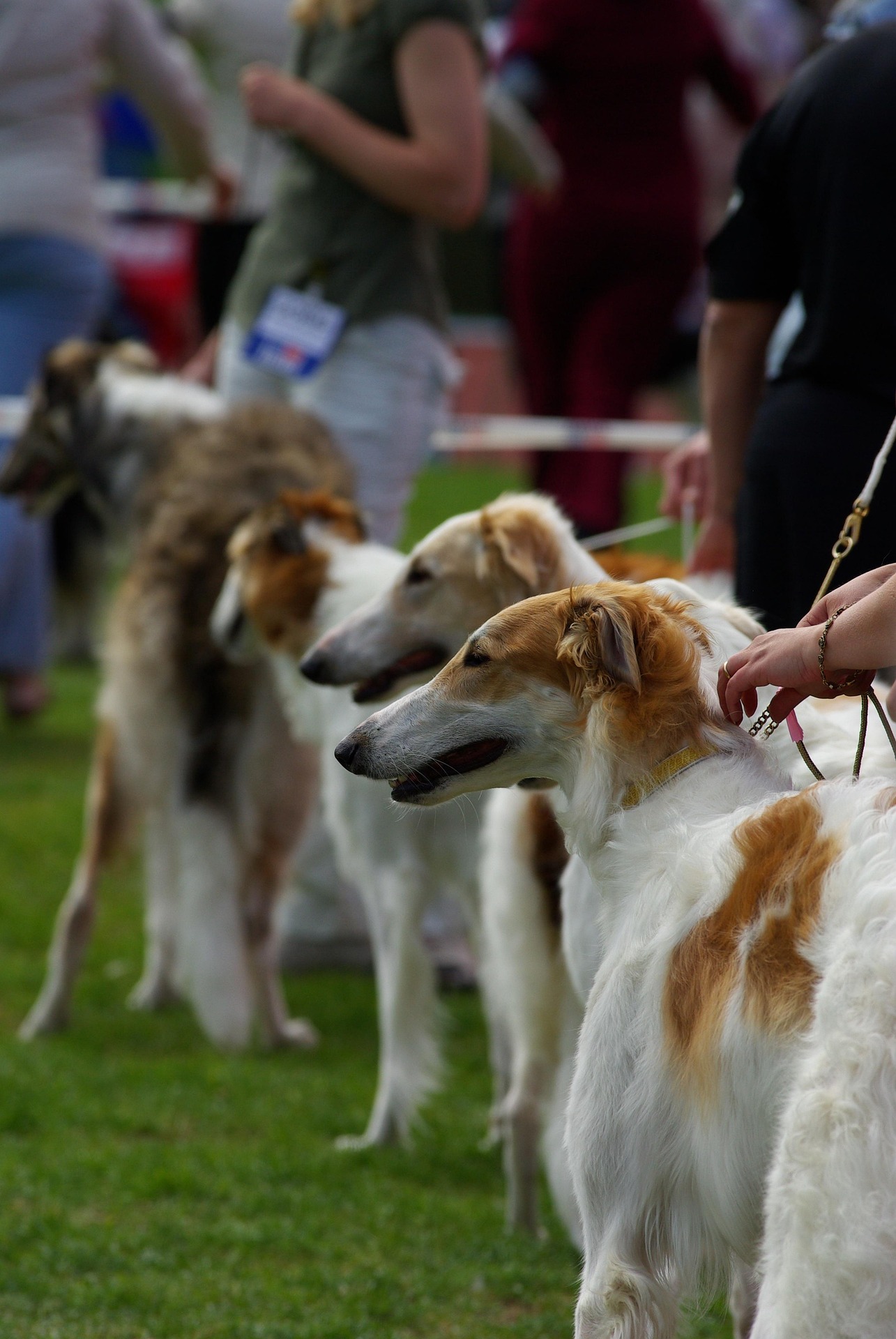 What are the benefits of participating in dog beauty contests?