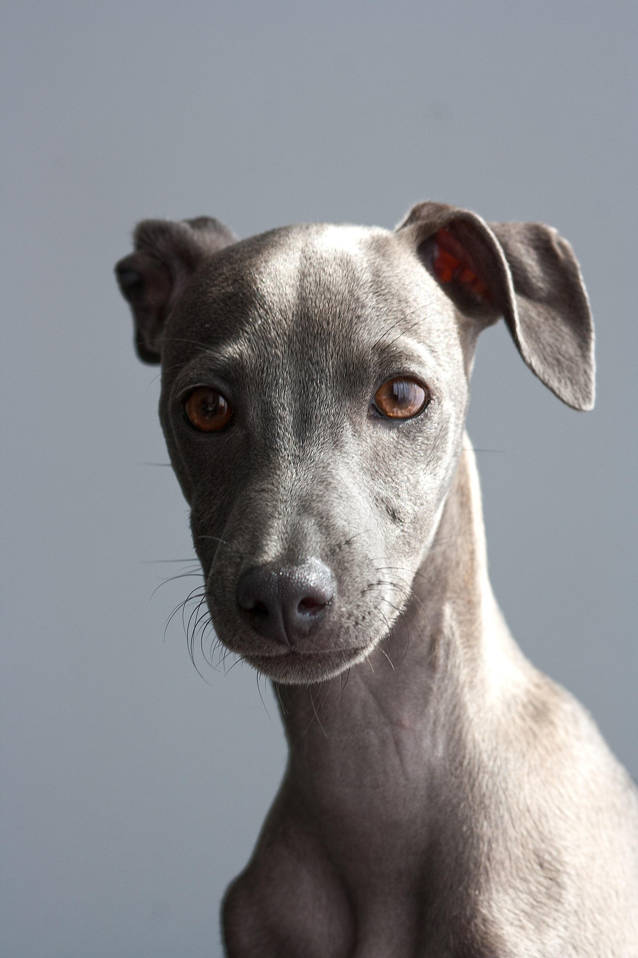 What is the ideal age to start training a dog for beauty contests?