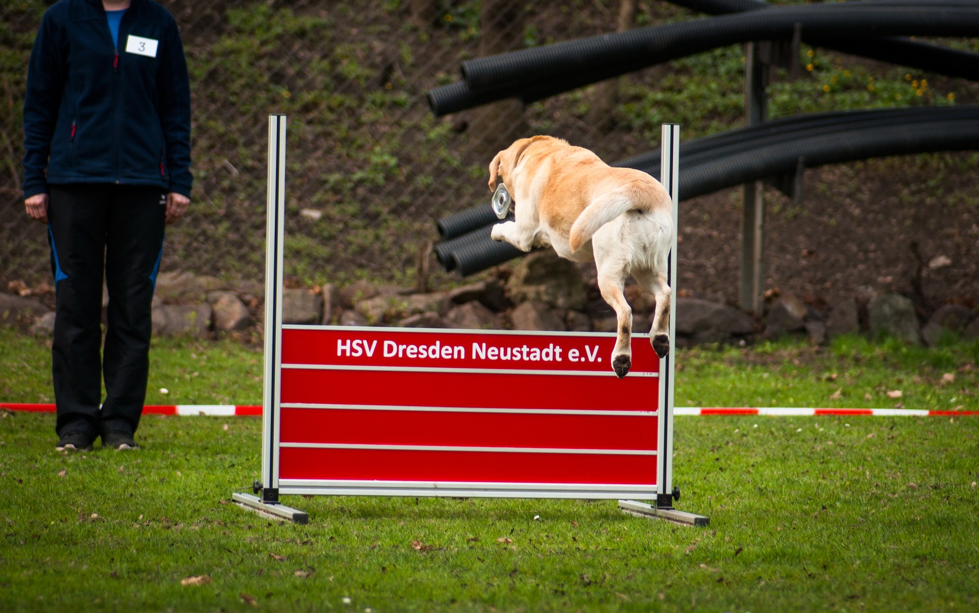 What is the history of the Pan American Obedience Championship (PAOC)?