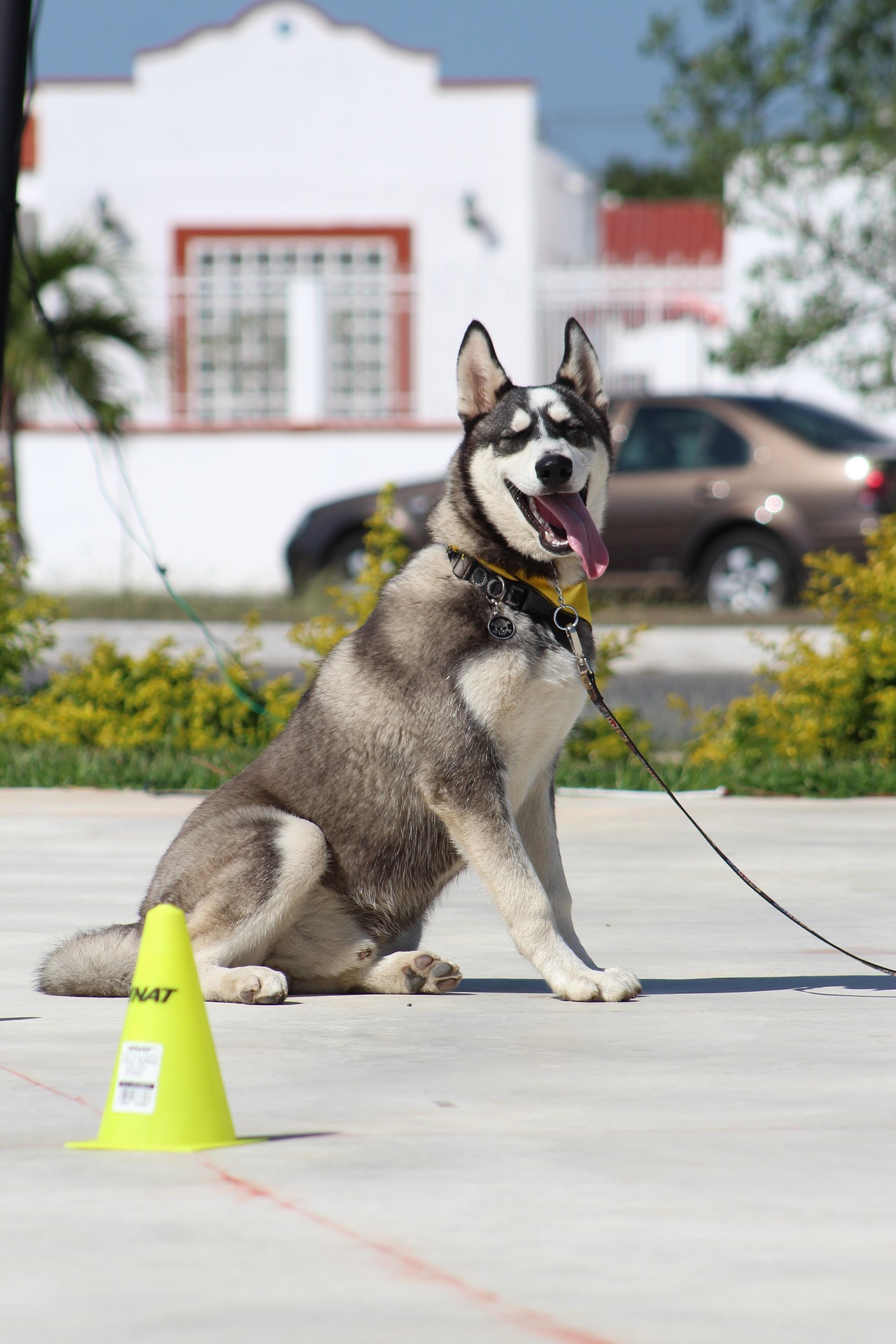 What is the ideal age to start training a dog for OCI?