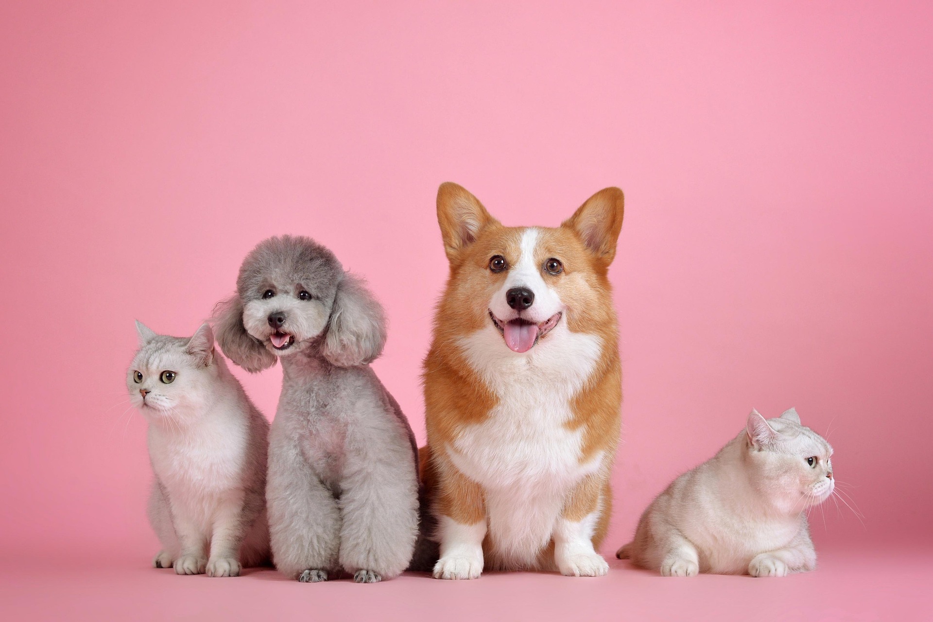 What special care does a show dog need regularly?