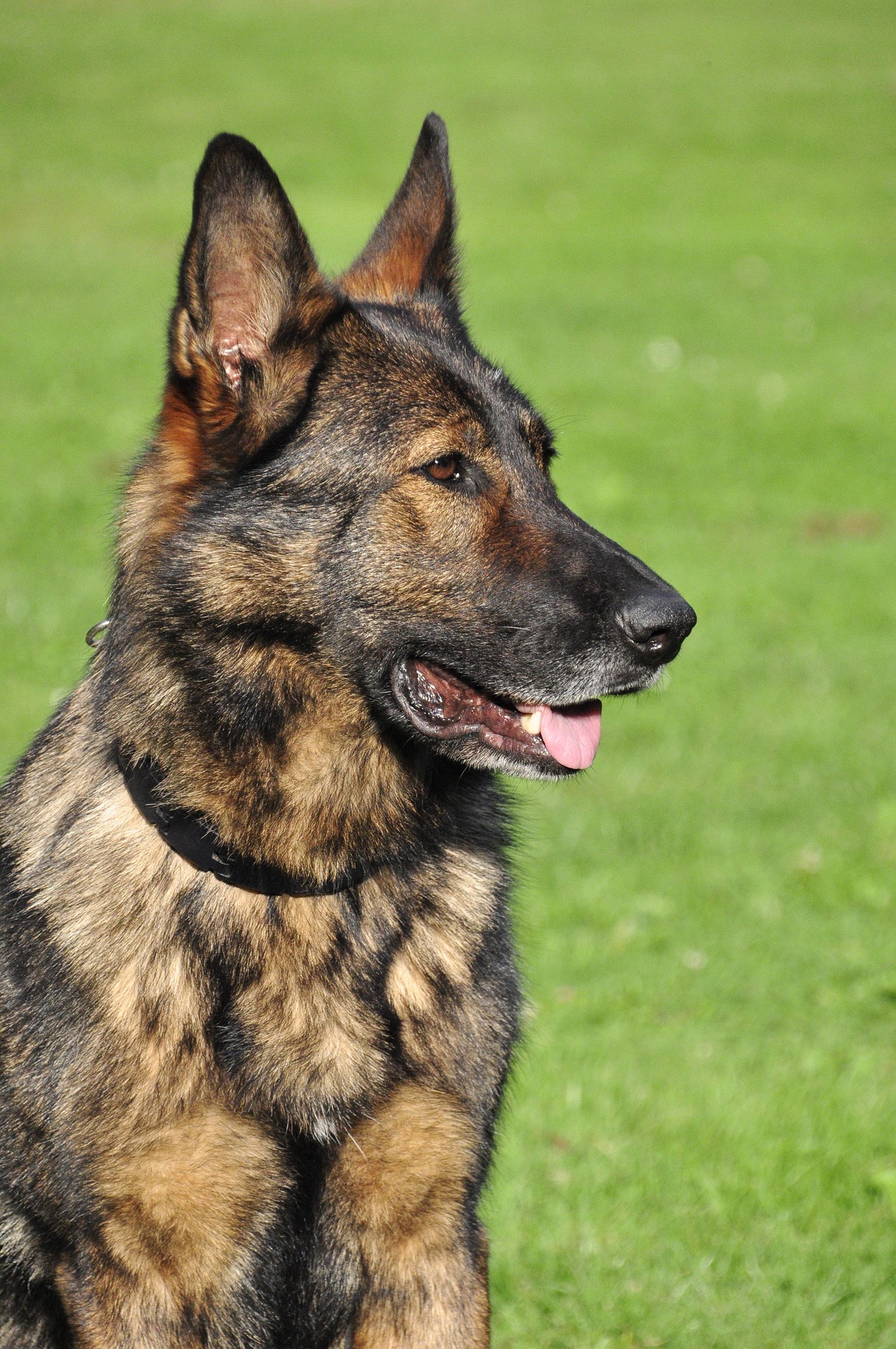 How is a rescue dog certified?