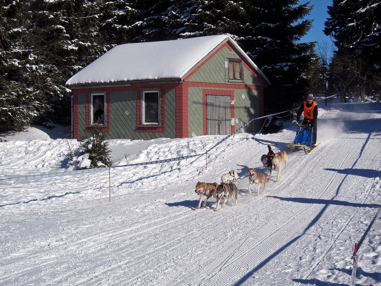 How do you train a dog to pull a sled?