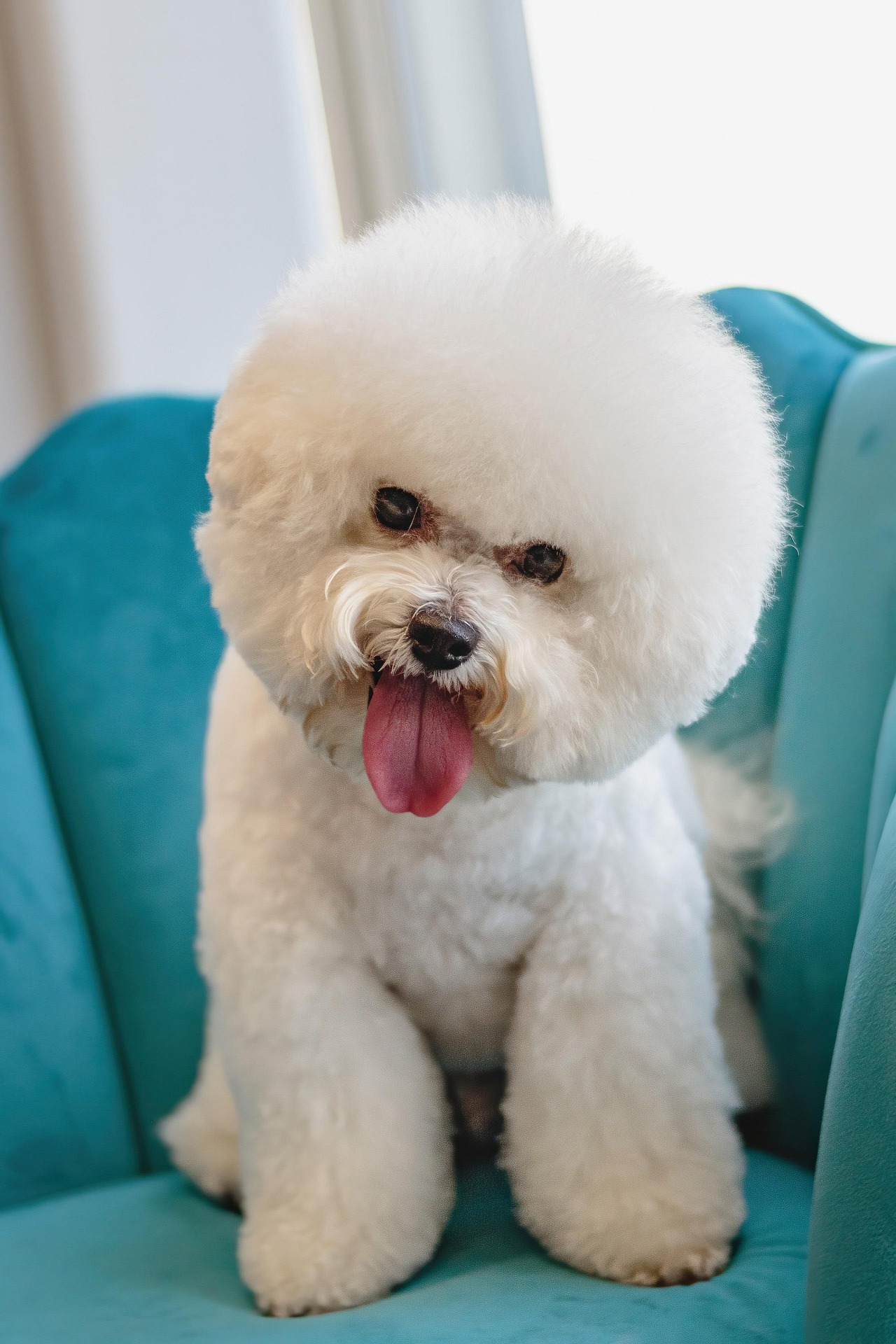 What is the role of breed standards in dog grooming competitions?