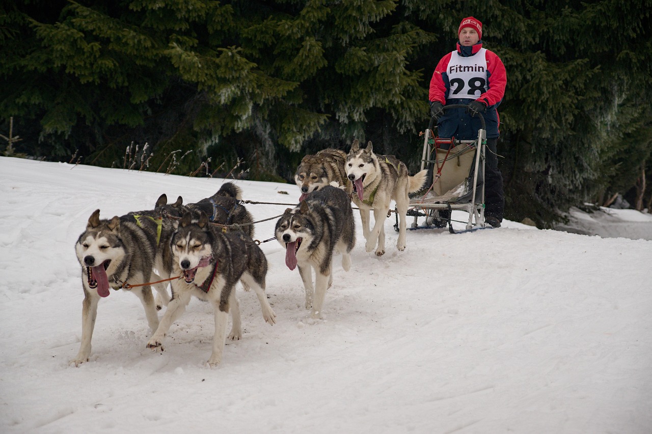What are the benefits of Mushing for dogs?